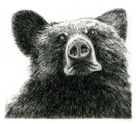“Black Bear,” by Ann Eldridge.