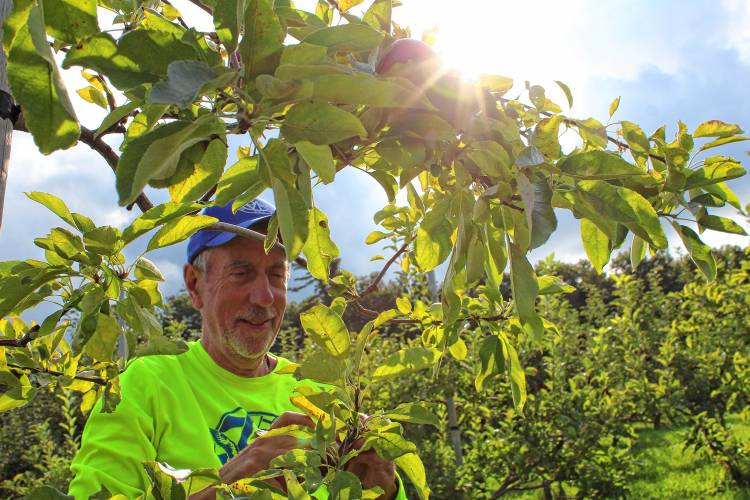 St. Vincent de Paul Food Pantry Director Kevin Little seeks out good pickings from a Birchwood Orchard apple tree.