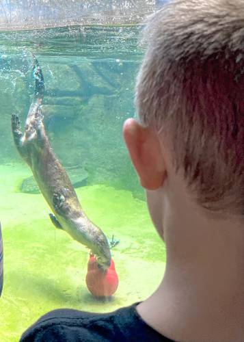 Declan Fortier watches an otter fetch a toy at the EcoTarium in Worcester, Mass.