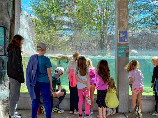 A group of children from the Rindge Recreation Department’s April vacation day camp visit the EcoTarium in Worcester, Mass., and view some playful otters.