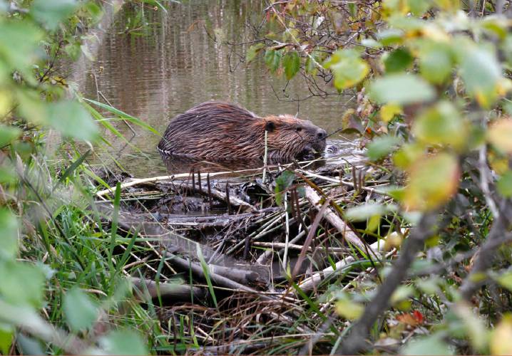 A beaver chews on a small branch near a dam in Peterborough.