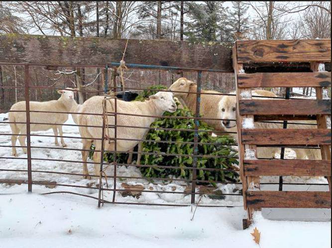 Curious sheep and a sheepdog check out a Christmas tree dropped off by Boy Scout Troop 8 in 2023. 