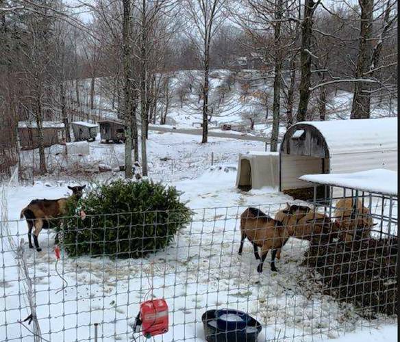 Local goats sample Christmas trees from Troop 8 in Januar 2023. 