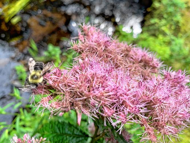 A bumblebee visits a Joe-Pye weed flower along the riverbank.