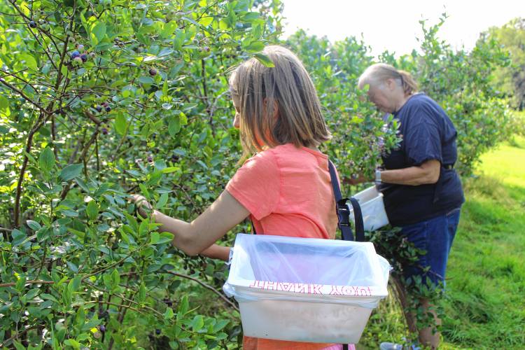 St. Vincent de Paul Food Pantry volunteers Abigail Guerin and Cathy Oczkowski pick blueberries for the pantry.