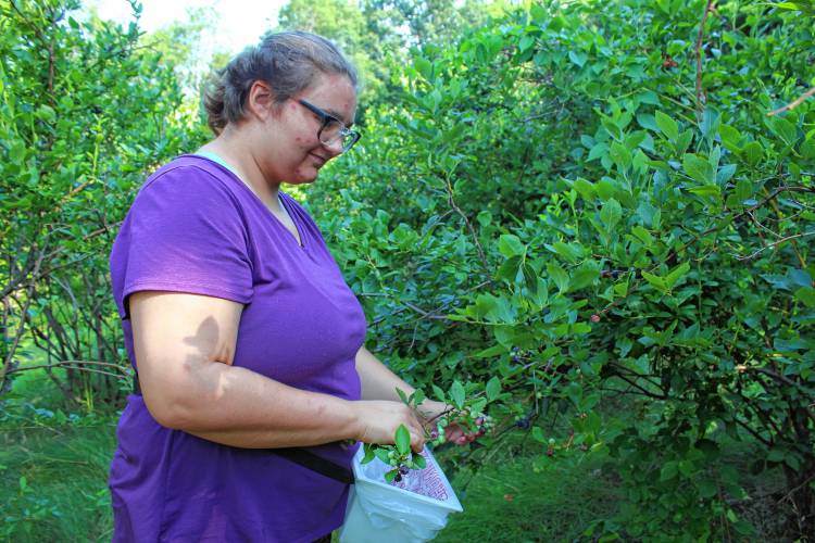 Elizabeth Guerin picks blueberries for the St. Vincent de Paul Food Pantry.