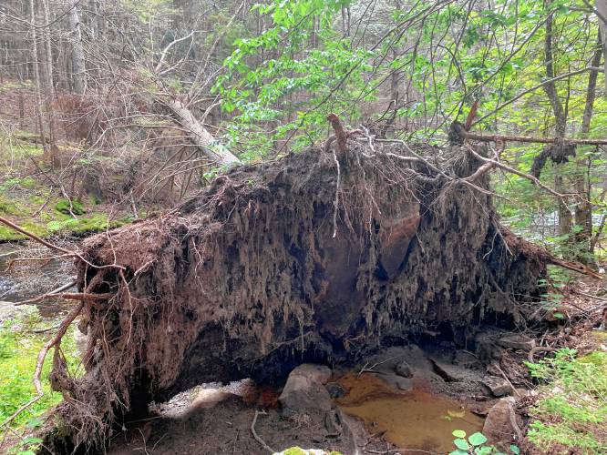A tree with a root ball exceeding 6 feet tall fell over the river, coming to rest on the opposite bank.