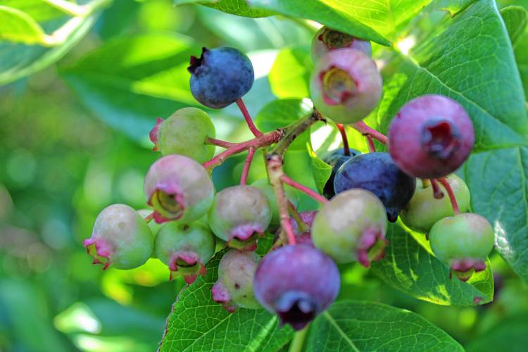 Smith's Blueberries in New Ipswich is one of several farms in the area that has benefited from a New Hampshire Food Pantry grant that allows food pantries to purchase food from local farms.