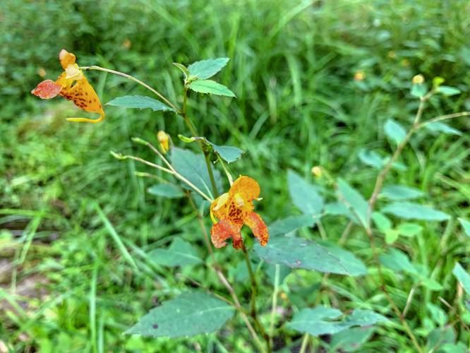 Common jewelweed by the trailside.
