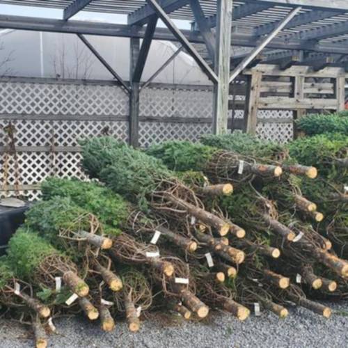 Christmas trees for sale at Achille Agway in Peterborough. 