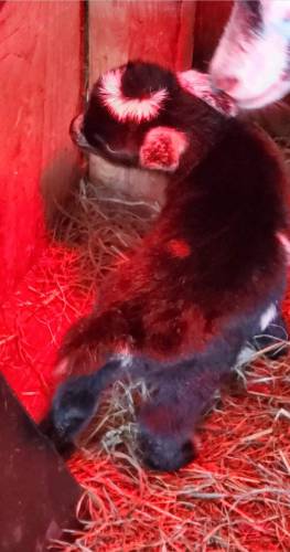Essie, a baby goat with an eclipse-shaped crescent on her head, was born in Peterborough Monday. The name comes from the letters “s” and “e” for “solar eclipse.”