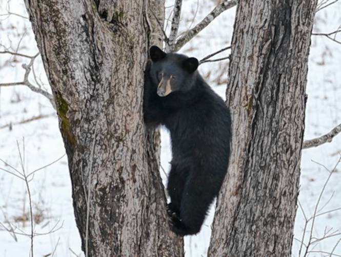A black bear in a tree in March 2020.