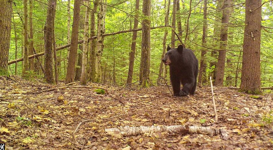 A black bear in the 36,000-acre SuperSanctuary of connected protected lands in Antrim, Dublin, Greenfield, Hancock, Harrisville, Nelson, Peterborough, Stoddard and Windsor in July 2023.