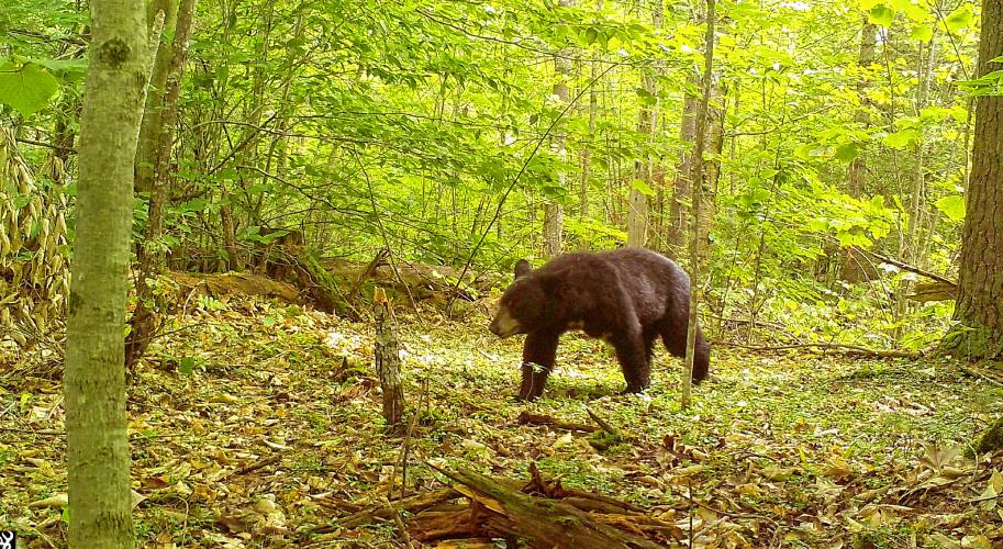 A black bear in the SuperSanctuary in August 2022.