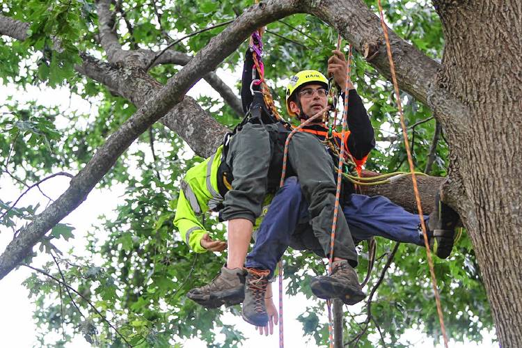 Kyle McCabe from Northern Arboriculture in Antrim descends during an aerial rescue segment of the competition.