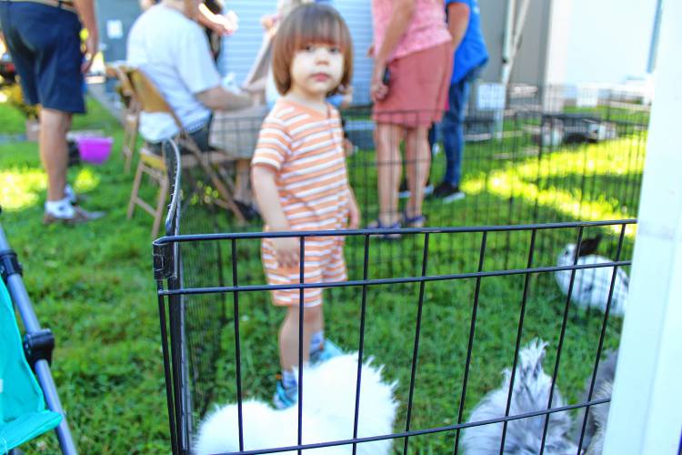 Jackson Hebert, 2, of Greenville, got to pet chickens and rabbits at the petting zoo at Greenville Old Home Day on Saturday.