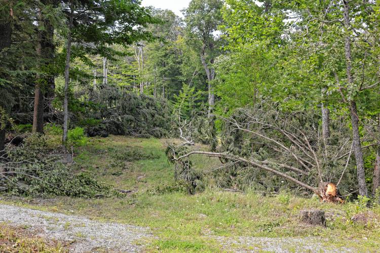 Several trees were severed at the trunk along the path of the tornado at the Dublin School.