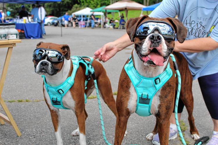 Boxers Violet and Henry enjoy Greenville Old Home Day.