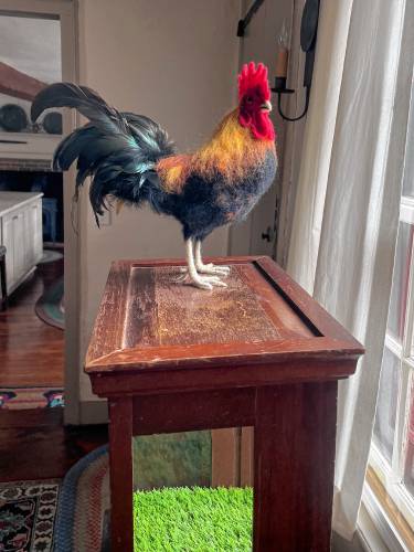 “Cinnamon the Rooster” stands watch at The Old Parsonage. 