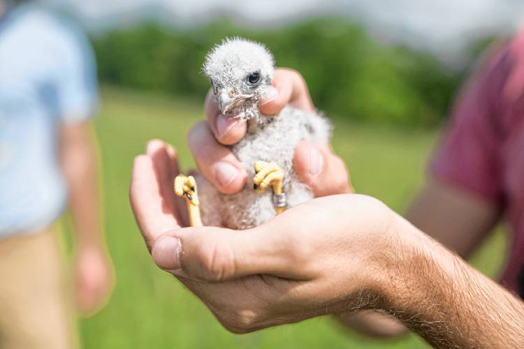  A kestrel nestling sits in the palm of Will Stollsteimer's hand.