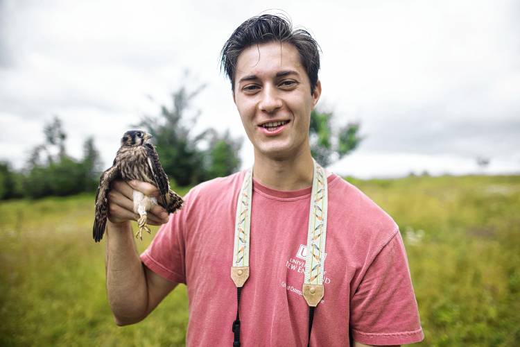 Will Stollsteimer holds a kestrel chick sporting juvenile feathers.
