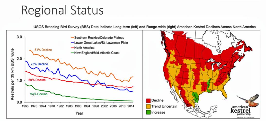 A chart displaying the decline in kestrels nationally and locally, alongside a map of kestrel populations across North America. 