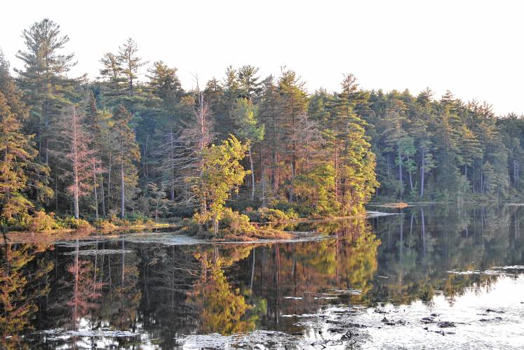 The Monadnock Conservancy has accepted the donation of 216 acres of forest and wetlands in Francestown.