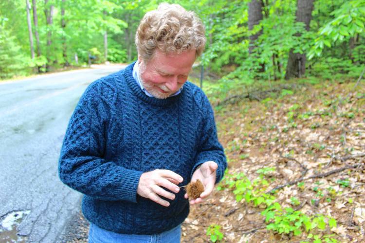 Scott Hecker finds a chestnut burr on the side of the road in Temple from a mature American chestnut tree, a rarity in New Hampshire.