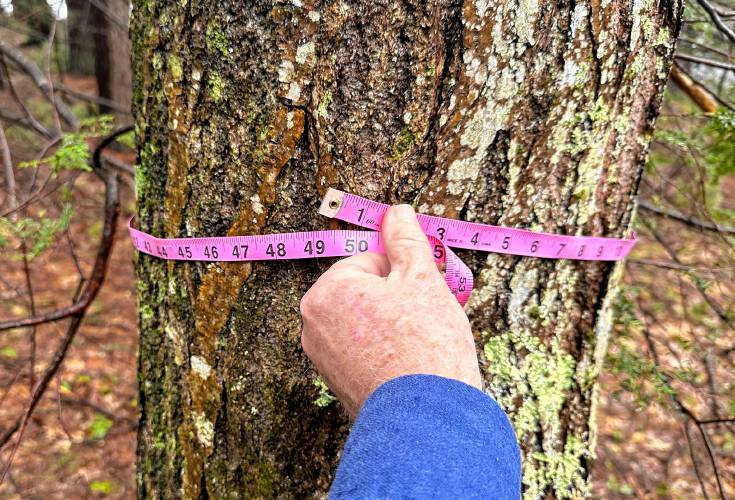 Scott Hecker measures a mature  American chestnut found on the Temple roadside.