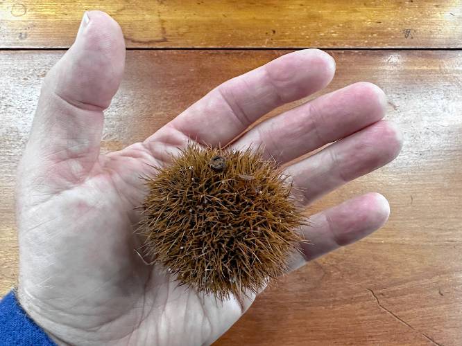 An American chestnut burr dropped from a tree in Temple.