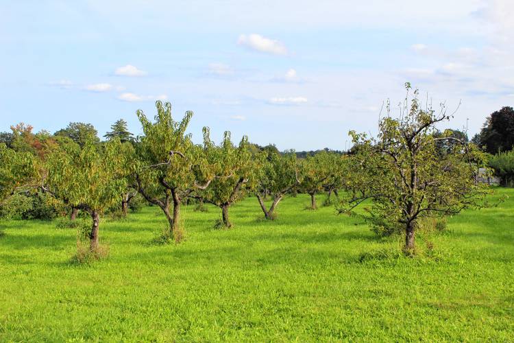 Birchwood Orchard in Mason hosts hundreds of trees with many varieties of apples, which are fully in season.