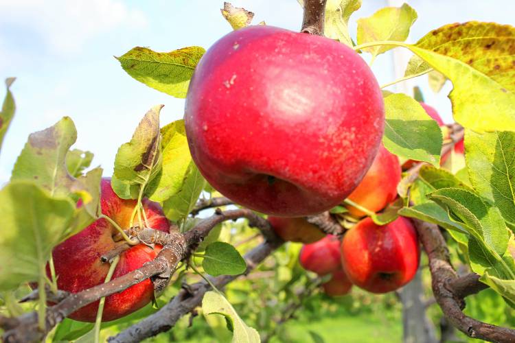 Sansa apples are ripe on the tree at Birchwood Orchard in Mason.